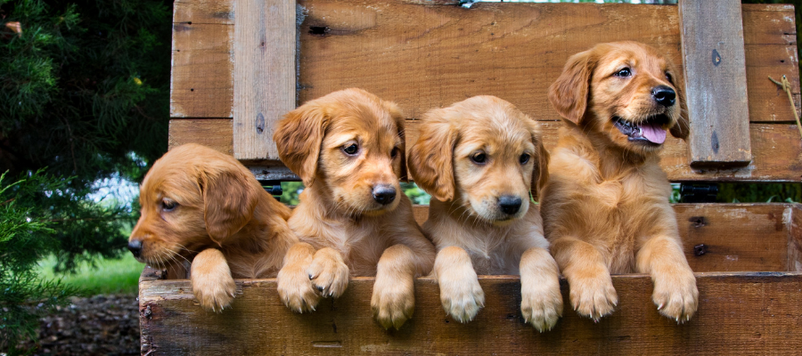 Golden Retriever szczeniak